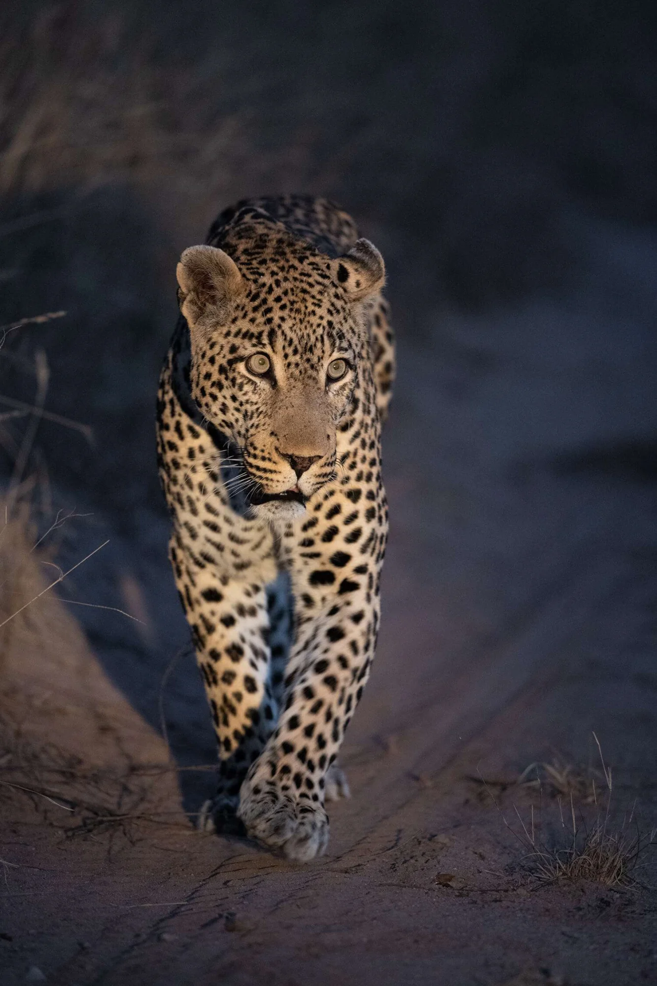 Night game drive in Tanzania